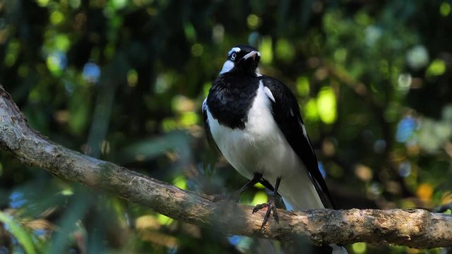 A Magpie Lark is perched on a branch near a pond in Australia.