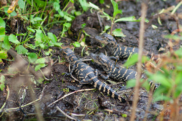 alligators