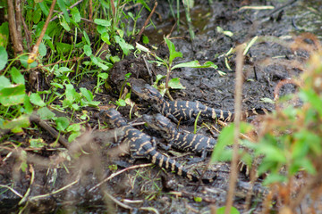 alligators