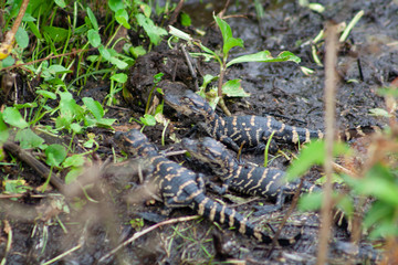alligators