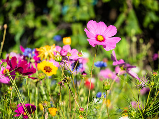 Obraz premium Flowers close-up