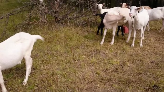 Herd of dairy goats on pasture. Eco farming  in Czech Republic. Agriculture and sustainable development in European Union. Video with animal voices. 