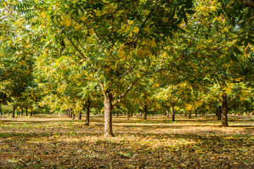 Autumn pecan trees