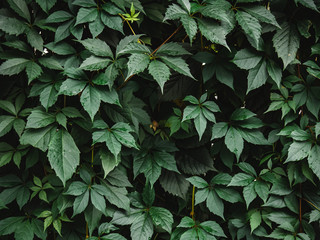 Natural background of dark green leaves. Flat