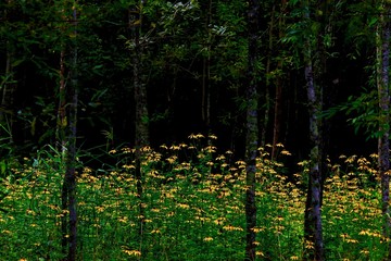 Obraz premium 黄色の花