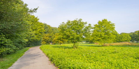 Trees in a field in the light of a humid sunrise in summer