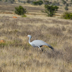 Fototapeta premium Blue Crane