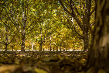 Autumn pecan trees with beatiful colors