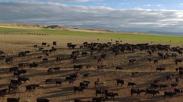 Amazing aerial over a western cattle drive on the plains of Montana.