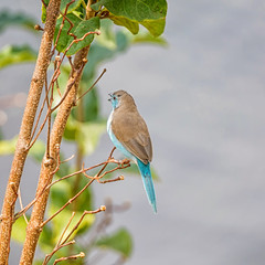 Blue Waxbill