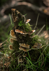 Fungi on rotting tree trunk in woodland