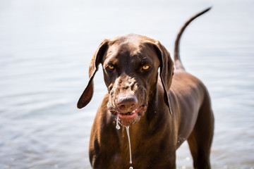 Brown pointer dog with water dripping down its aggressive face