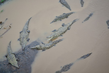 river full of crocodiles