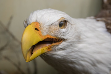 eagle, bird, bald, bald eagle, beak, animal, wildlife, raptor, head, predator, feather, portrait, nature, white, eye, symbol, wild, america, bird of prey, feathers, prey, usa, freedom, birds, hunter