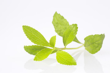 Fresh green leaves stevia - Stevia rebaudiana. White background