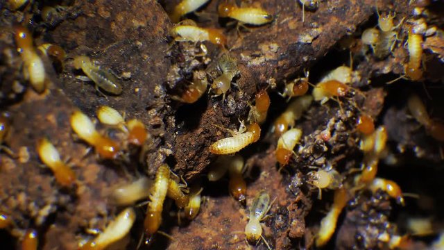 Extreme close up of a busy termite nest.