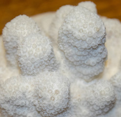 coral, sea coral, white, closeup, pattern, grain, abstract, textured, macro, close-up, underwater, animal