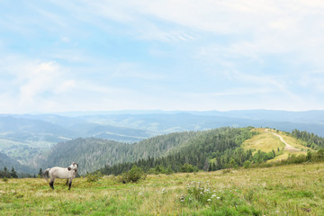 Fototapeta na wymiar Beautiful horse and mountain forest on background