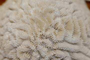 coral, sea coral, white, closeup, pattern, grain, abstract, textured, macro, close-up, underwater, animal