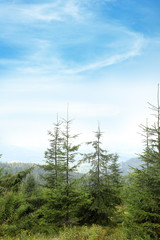 Picturesque landscape with beautiful green conifer forest