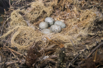 crow nest, crow eggs, nest, egg, bird, eggs, nature, easter, animal, brown, wildlife, moss, wild, natural, birds, close-up