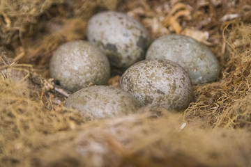 crow nest, crow eggs, food, egg, isolated, brown, white, nature, eggs, nest, bird, macro, natural, round, close-up