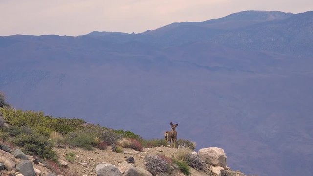 Two female mule deer stand on a cliff precipice high in the Sierra Nevada mountains.