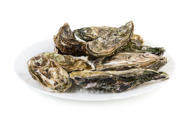 Fresh oysters on white plate