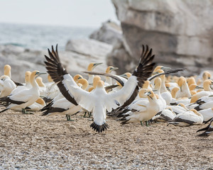Cape Gannet