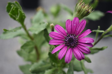 Obraz premium flor