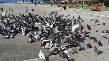 Pigeons © Dawid