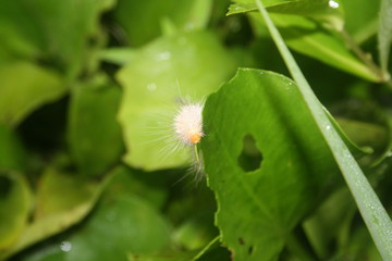 caterpillar