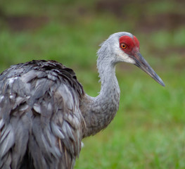 Sandhill crane
