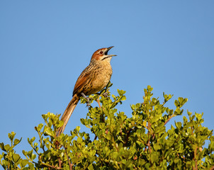 Cape Grassbird