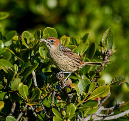 Cape Grassbird