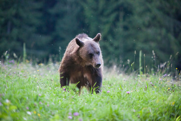 brown bear in its natural habitat