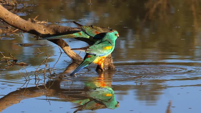A colorful mulga parrot drinks from a pond in Australia.