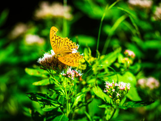 Orange Butterfly Close-up