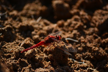 libellula che riposa