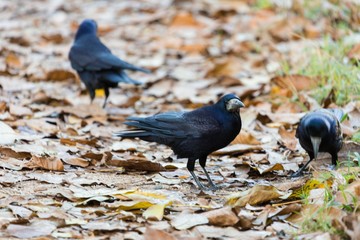 Three Black Crow in the Park or Forest