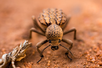 Toktokkie beetle close-up