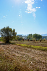 Fototapeta premium Feld im Sommer in Serbien