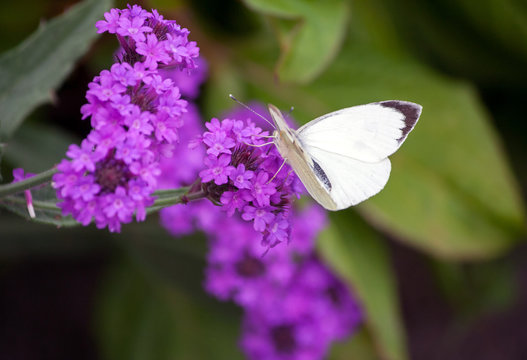 Pieris brassicae, white big butterfly close-up sits on a plant Verbena rigida,slender vervain,tuberous vervain,  lilac bright flower on a background of green leaves,daylight