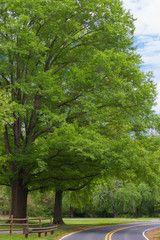 A summer day at Rock Creek Park
