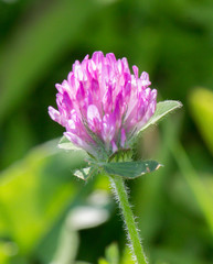 Fototapeta premium Macro of a Purple Clover