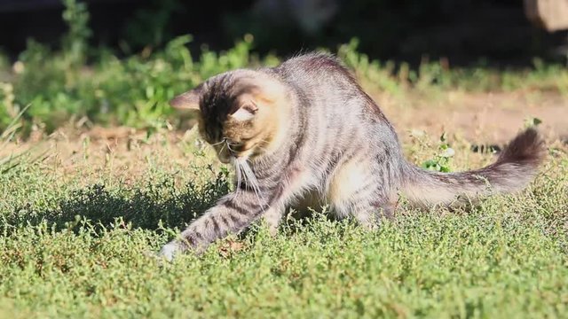 gray cat playing with a mouse in green grass