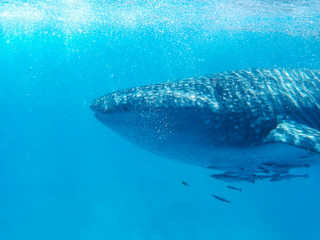 Naklejka premium Wieloryb i ryby w morzu pod wodą