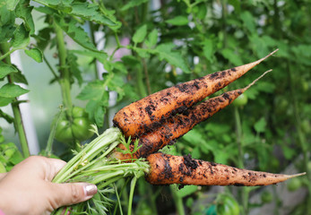 hand holding carrots