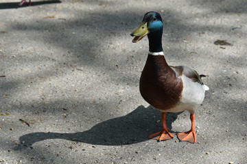 Cute friendly duck animal photo 