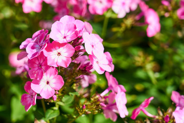                              Pink flowers with blurred background.  